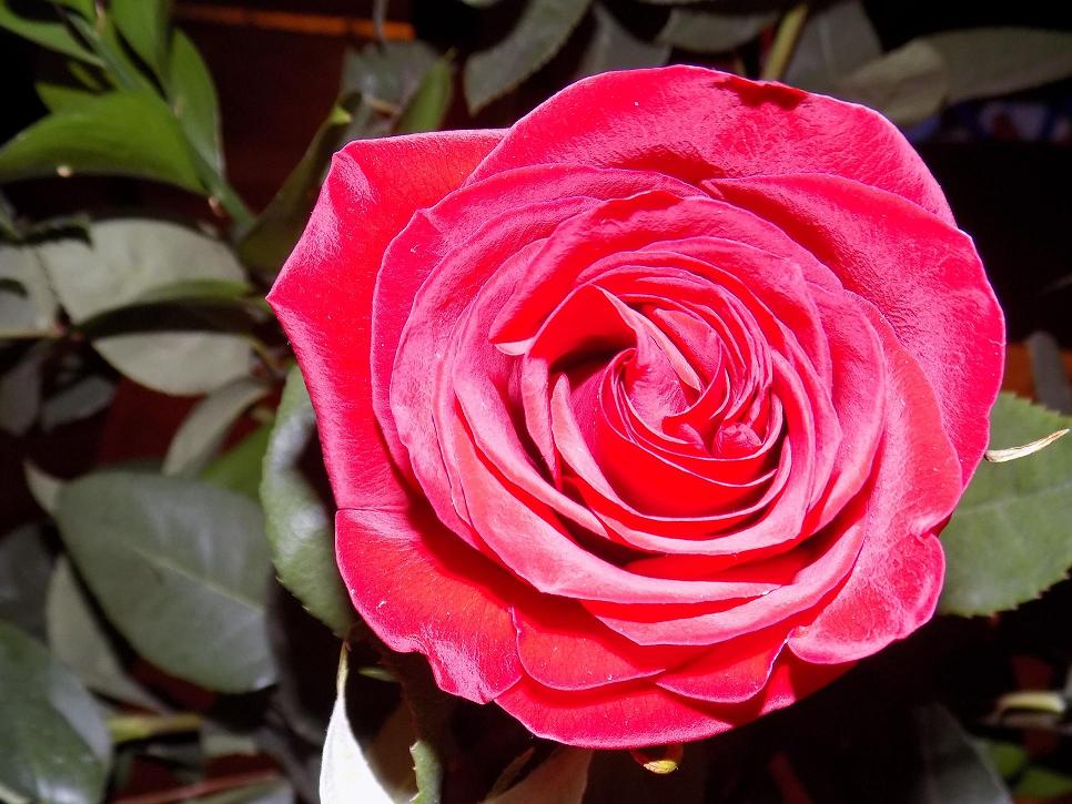 roses